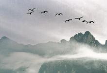 只闻佛陀说法音声,心生爱乐,大雁投生天道