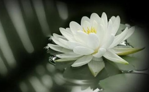 元照律师生平：由轻谤净土转为专志西方的心路历程