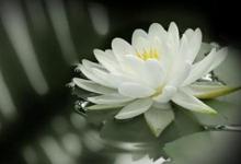 元照律师生平:由轻谤净土转为专志西方的心路历程
