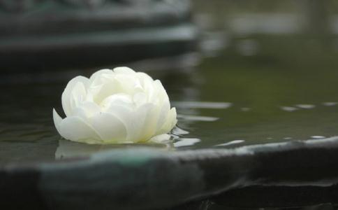 人生如佛，低调做人——禅师与流浪儿的故事