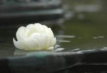 人生如佛,低调做人——禅师与流浪儿的故事