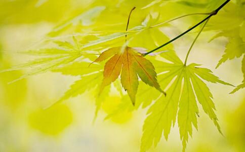 看禅师怎样消除老妇人的气