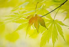 看禅师怎样消除老妇人的气