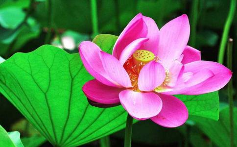 慈悲心与恶风水 慈悲心与恶风水