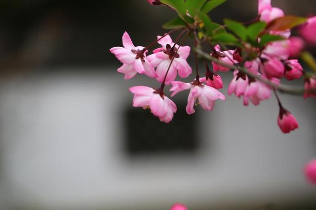 弥勒佛故事：法会连续举办七天，寡妇们就居住在寺院的客房里