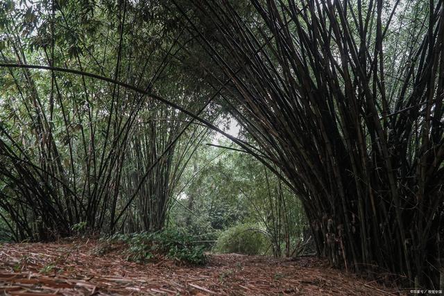 佛陀广结善缘，须达多用金币铺地，供奉了一座园林