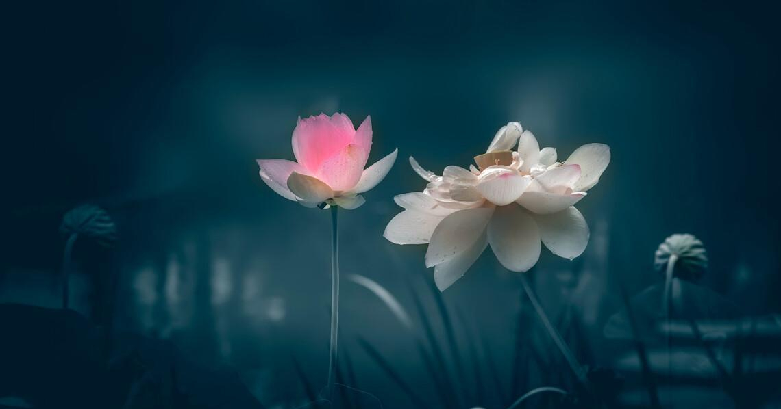 佛陀传递的智慧:不执着改变不了的,不放弃可以努力的