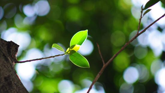 憨山大师：禅教不二