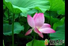 念佛就好为何还要修观