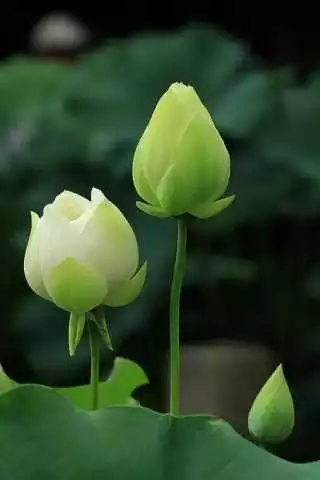 如孝法师:你是否在把敌人当朋友 如孝法师:你是否在把敌人当朋友