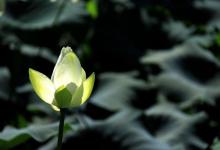 星云大师:一生受用最大的“十句话”