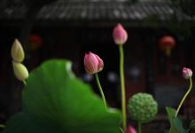 如何发愿如何积福