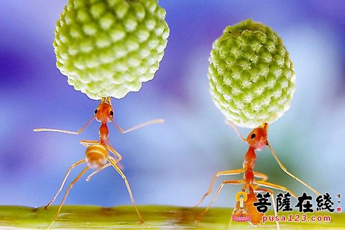 回向的力量有多大 回向的力量有多大