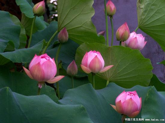 明贤法师:选择完整而非选择完美 明贤法师:选择完整而非选择完美