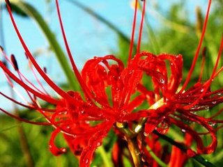 佛教四大吉花有哪些 佛教四大吉花有哪些