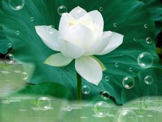 什么叫做金刚道友 什么叫做金刚道友