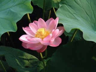何为上根利智 何为上根利智