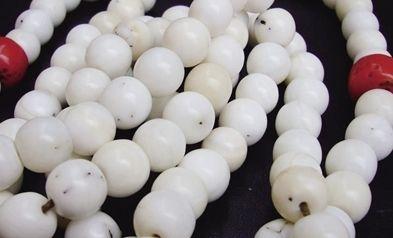 佛教七宝之首：砗磲
