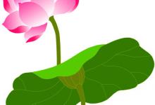莲花与佛教的渊源