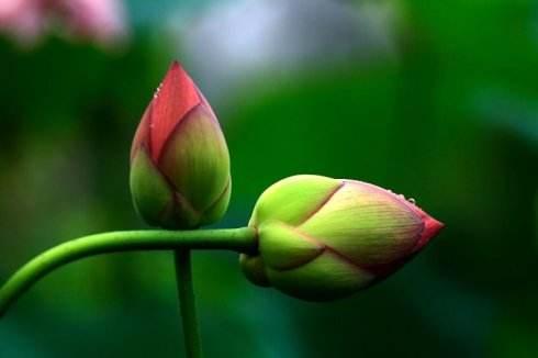 地藏菩萨传奇：中年汉子手舞足蹈，嘴里发出的是女人声音