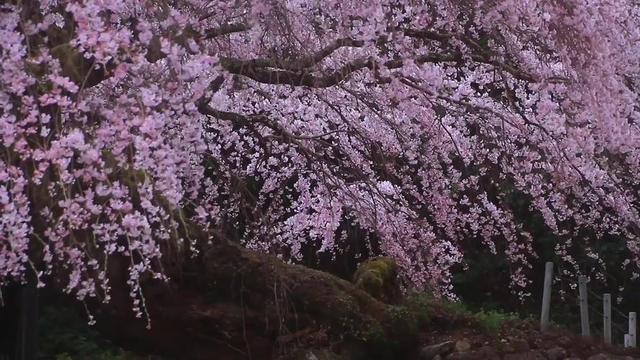 药山惟俨禅师：“法堂倒！法堂倒！”