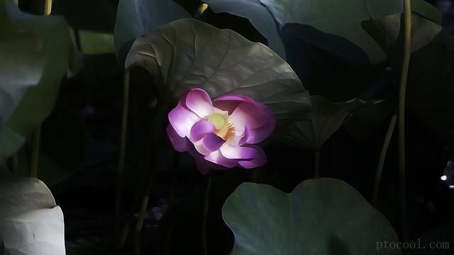 「故事」高僧慧可大师：师父为他取了个法号叫“慧光”