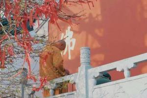 不杀生，请走家中四害的方法！
