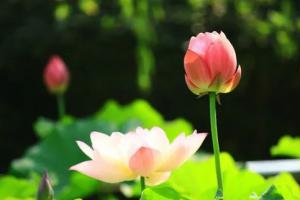 “成佛”以后应该在哪里？
