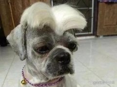 爆笑段子集合：本人三十岁，今年总计相亲64次，却还是单身狗