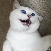 笑话：你这流氓，为什么无缘无故来亲我的嘴？