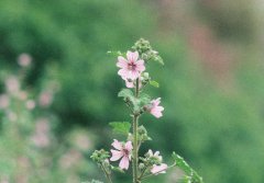 放宽心的文案 把心放宽一点的经典语句