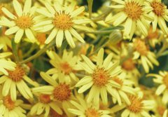 八月你好文案 八月最撩人的文案