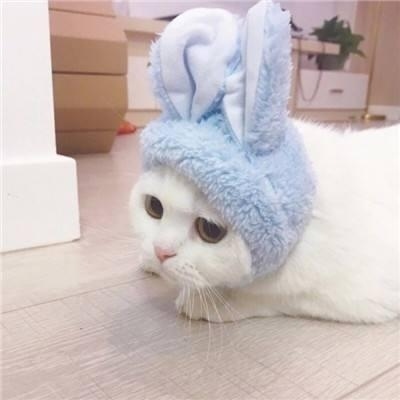 小七/萌宠情侣头像