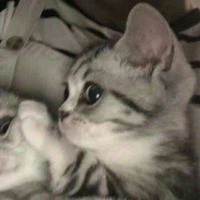 林透/可爱猫咪情侣头像/连疼你的人也没有 你有什么资格去委屈
