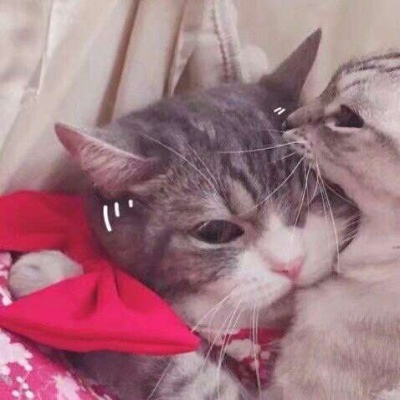 林透/可爱猫咪情侣头像/连疼你的人也没有 你有什么资格去委屈