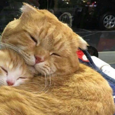 林透/可爱猫咪情侣头像/连疼你的人也没有 你有什么资格去委屈