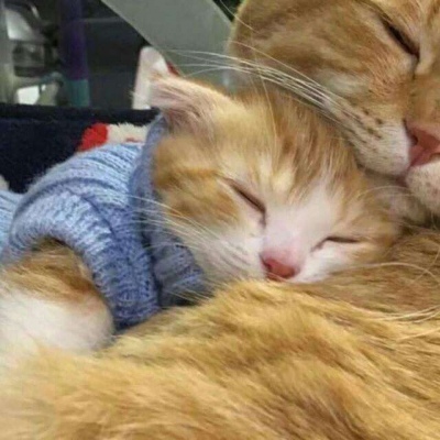 林透/可爱猫咪情侣头像/连疼你的人也没有 你有什么资格去委屈