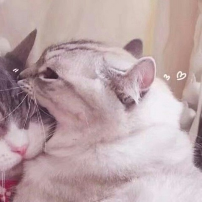 林透/可爱猫咪情侣头像/连疼你的人也没有 你有什么资格去委屈