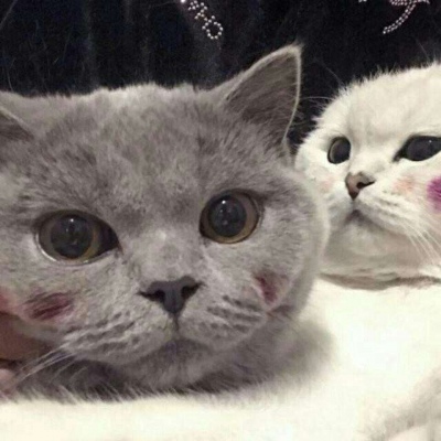 林透/可爱猫咪情侣头像/连疼你的人也没有 你有什么资格去委屈