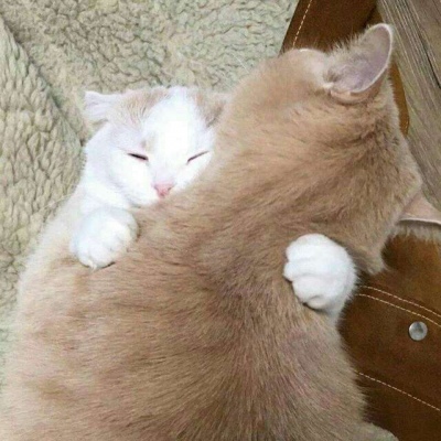 林透/可爱猫咪情侣头像/连疼你的人也没有 你有什么资格去委屈