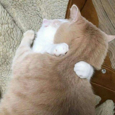 林透/可爱猫咪情侣头像/连疼你的人也没有 你有什么资格去委屈