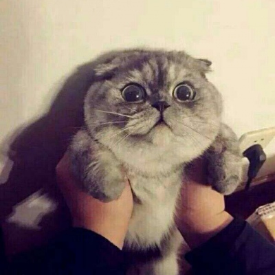 林透/可爱猫咪情侣头像/连疼你的人也没有 你有什么资格去委屈