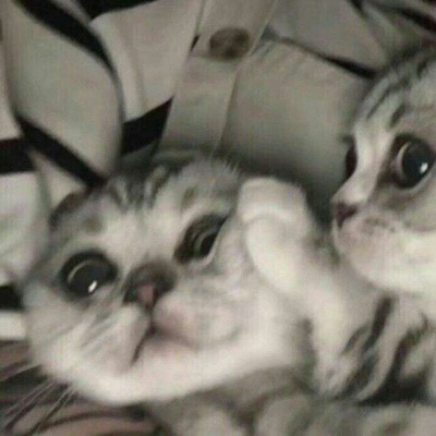 林透/可爱猫咪情侣头像/连疼你的人也没有 你有什么资格去委屈