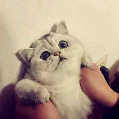 林透/可爱猫咪情侣头像/连疼你的人也没有 你有什么资格去委屈