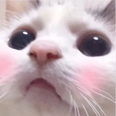 超可爱动物情头