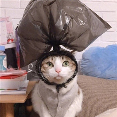 动物情头～猫猫狗狗人间天使