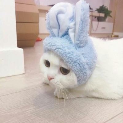 可爱猫咪情侣头像