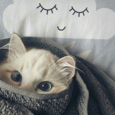 可爱猫咪情侣头像