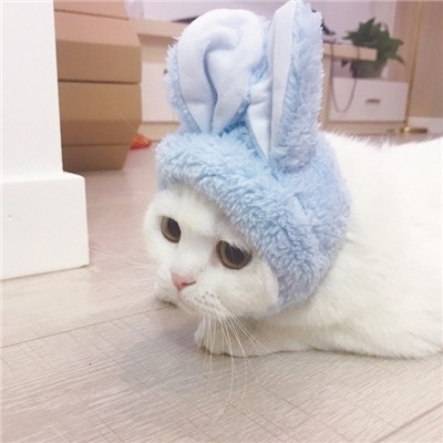 猫咪的情头