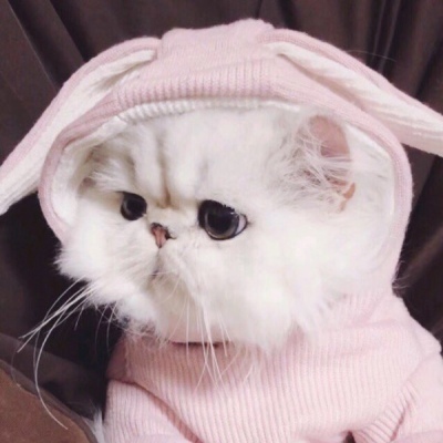 猫咪的情头